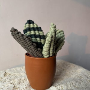 Handmade Macrame Snake Plant